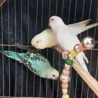 ۴جفت مرغ عشق کارداده به ضمانت