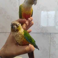 گرینچیک جفت مولد