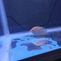 ماهی سوروم . دو تا رد شارک .