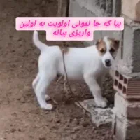 توله الابای،خراسانی|سگ|تهران, تهرانپارس غربی|دیوار