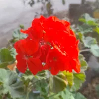 فروش گل حسن یوسف هلندی،محلی،شمعدانی