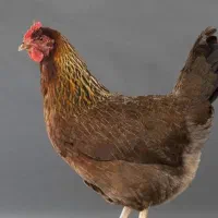 مرغ محلی فروشی