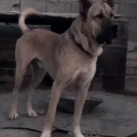 (سگ) سرابی پژدر سراب عراقی آلابای افغان نگهبان