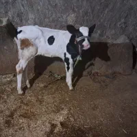 فروش گوساله