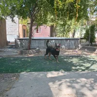 سگ دوبرمن / آمریکایی /شناسنامه دار|سگ|شیراز, معالی‌آباد|دیوار