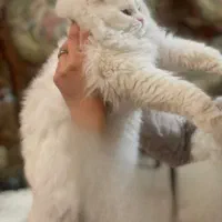 گربه پرشین|گربه|تبریز, |دیوار