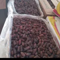 خرمایی پیارم به قیمت عمده فقط 295|عمده‌فروشی|لنگرود, |دیوار