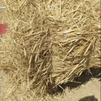 بسته بندی کلش گندم