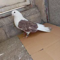 پرنده|پرنده|یاسوج, |دیوار