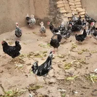 تخم مرغ گلین|حیوانات مزرعه|قم, تعویض پلاک|دیوار