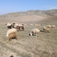 گوسفند|حیوانات مزرعه|انگوت, |دیوار
