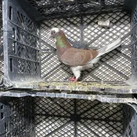 کفتر طهرونی|پرنده|ماهدشت, |دیوار