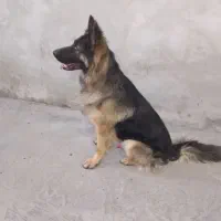 سگ ژرمن نر