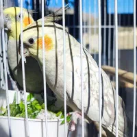 عروس هلندی