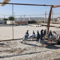 16تا پلاکی زرنگ|پرنده|قشم, |دیوار