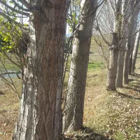 فروش صنوبر ۱۰تن به سفارش مشتری برش میزنیم|خدمات باغبانی و درختکاری|تهران, قصر فیروزه ۱|دیوار