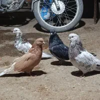 کبوتر تهرانی اصل