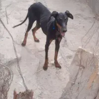 دوبرمن ماده