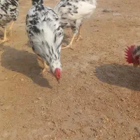 خروس گلین|حیوانات مزرعه|بندر گناوه, |دیوار