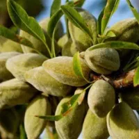 نهال بادام تونو