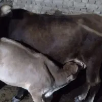 گاو ماده با گوساله