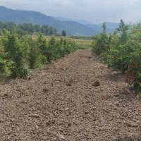 اجاره زمین کشاورزی برای کاشت نخود فرنگی.کاهو و کلم