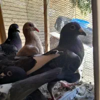 کبوتر