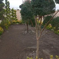 باغبانی گلکاری و...|خدمات باغبانی و درختکاری|مشهد, ملک‌آباد|دیوار