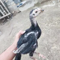 مرغ خروس لاری|حیوانات مزرعه|سنگدوین, |دیوار