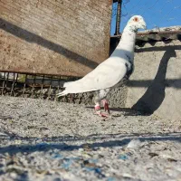 نر و ماده|پرنده|زاهدان, |دیوار