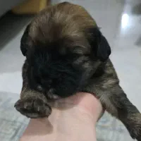 شیتزو|سگ|بندر کنگان, |دیوار