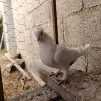 کبوتر عالی ماده|پرنده|جم, |دیوار