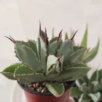 گیاه آگاو کوبیک و گویینگولا