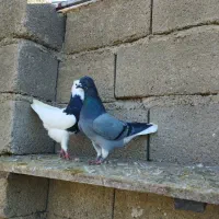 سبز نر تخت دم سفید