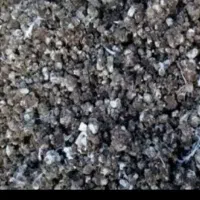 فروش کودکبوتر(نقده)