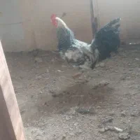 خروس|حیوانات مزرعه|تهران, نیروی هوایی (پیروزی)|دیوار