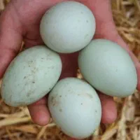 تخم مرغ لاری توس