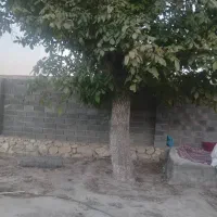 .خریدچوب باغات نقدی نوروزی