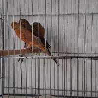 قناری سرخ سوپر.دارچینی|پرنده|شیراز, سینما سعدی|دیوار