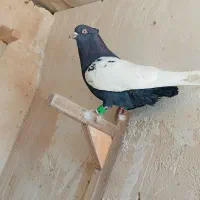 پرنده نرو ماده سینه سیاه دوکت پاک بزن