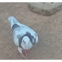 کبوتر گمشده