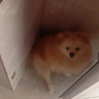 فروشی|سگ|قم, بلوار امین و ساحلی|دیوار