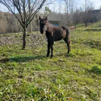 کره اسب مادیان