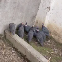 مرغ شاخدار ( سیساک )|حیوانات مزرعه|آمل, |دیوار