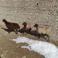 سه میش ابستن