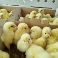 جوجه ۱روز گوشتی با وزندهی بالا|حیوانات مزرعه|علی‌آباد کتول, |دیوار