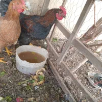 خروس بومی ۶ماهه