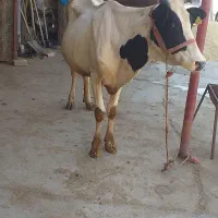 یک راس گوساله نرسیمینتال ویک راس گاوباگوساله ماده|حیوانات مزرعه|شیروان (لرستان), |دیوار