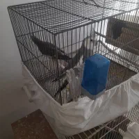 عروس هلندی نر و ماده تخم گذار قیمت ۱۵۰۰ تومان