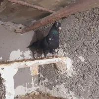 کفتر|پرنده|بجنورد, |دیوار